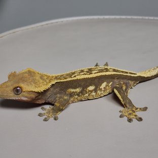 풀핀 엠티백 쿼드 레드