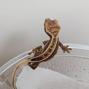 슈퍼스트라이프 쿼드 풀핀 엠티백