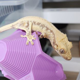 릴리화이트 레이지 드리피