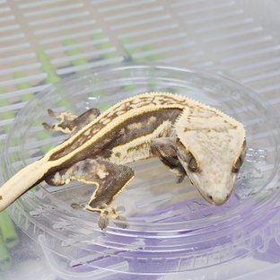 풀핀 엠티백 쿼드 핀스트라이프