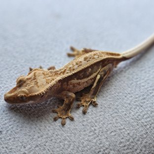 동배