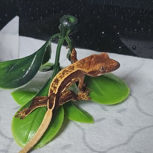 오닉스 티키스