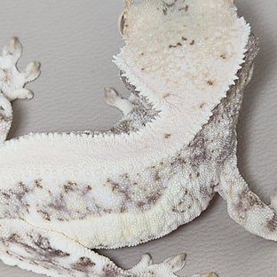 릴리화이트 풀핀