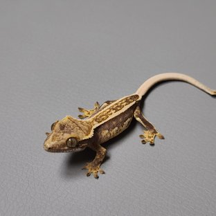 슈퍼스트라이프 엠티백