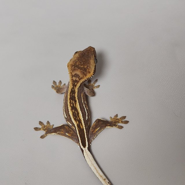 풀핀 엠티백 레드