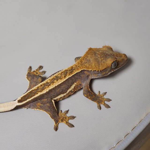 엠티백 다크 오닉스 풀핀