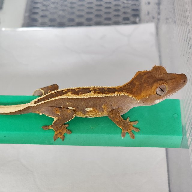 풀핀 엠티백 핀스트라이프 레드 다크 티키스