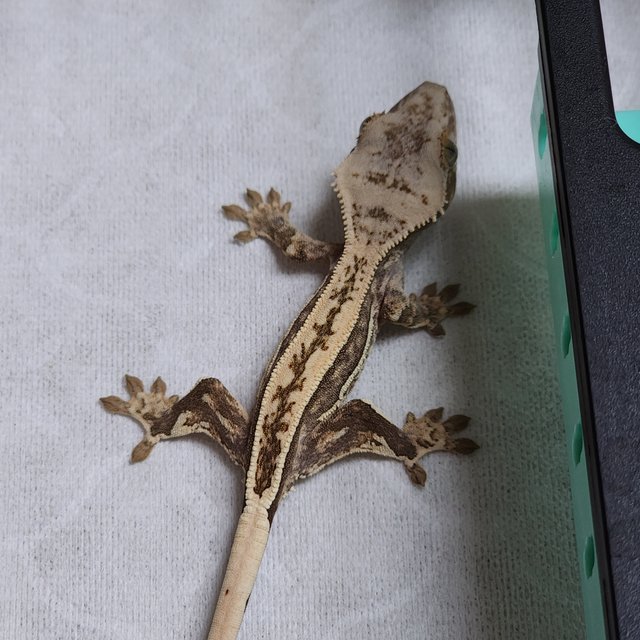 슈퍼스트라이프 풀핀 쿼드