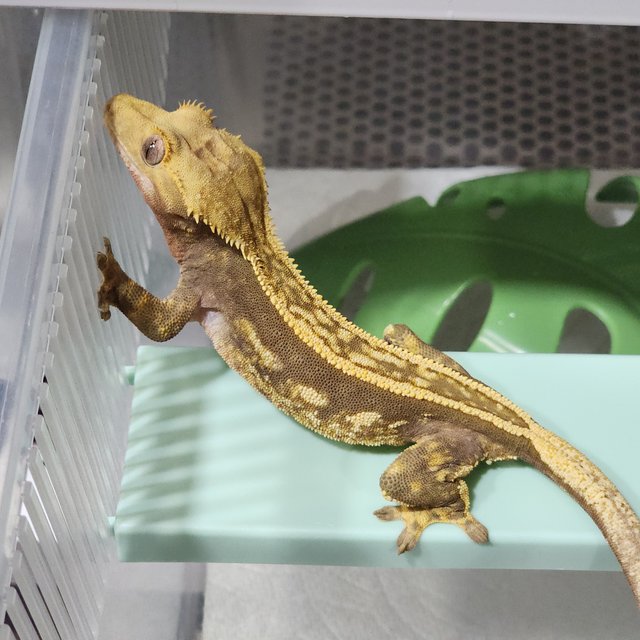 풀핀 엠티백 쿼드