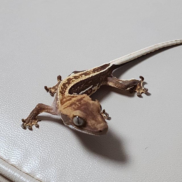 쿼드 풀핀 슈퍼스트라이프 엠티백