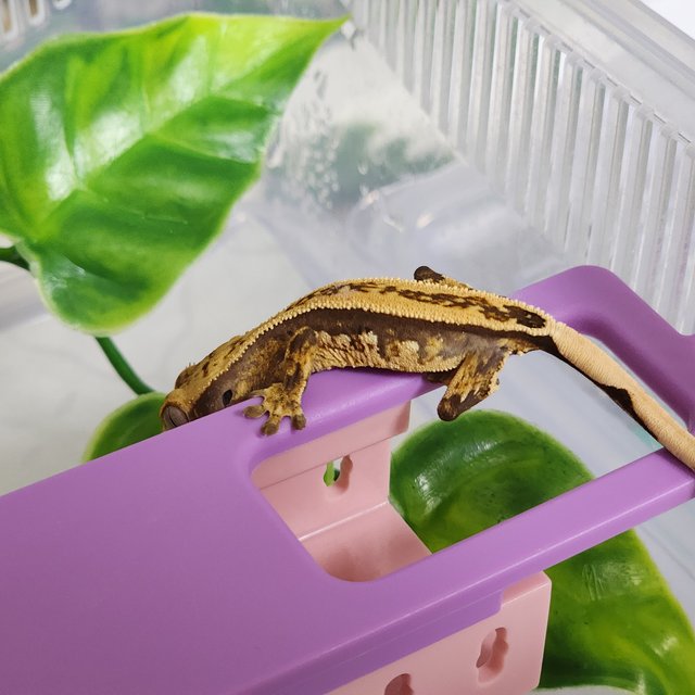 쿼드 풀핀 슈퍼스트라이프