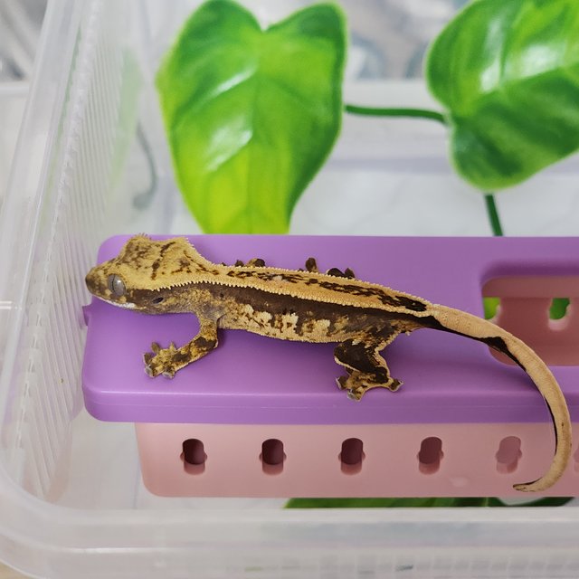 쿼드 풀핀 슈퍼스트라이프