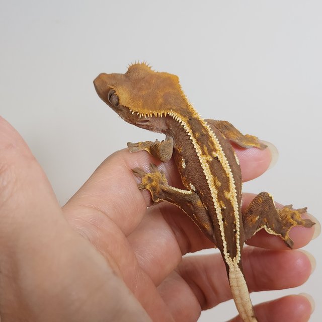 풀핀 엠티백 핀스트라이프 레드 다크 티키스