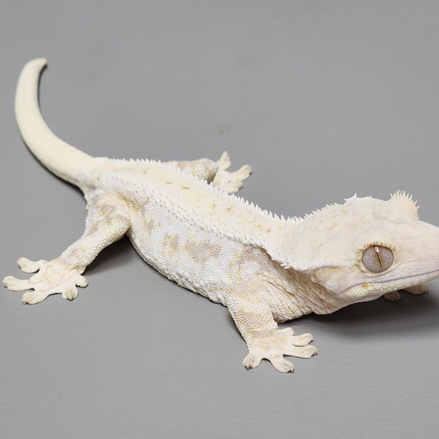 릴리화이트 드리피 화이트스팟