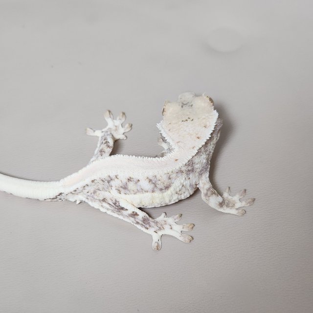 릴리화이트 풀핀