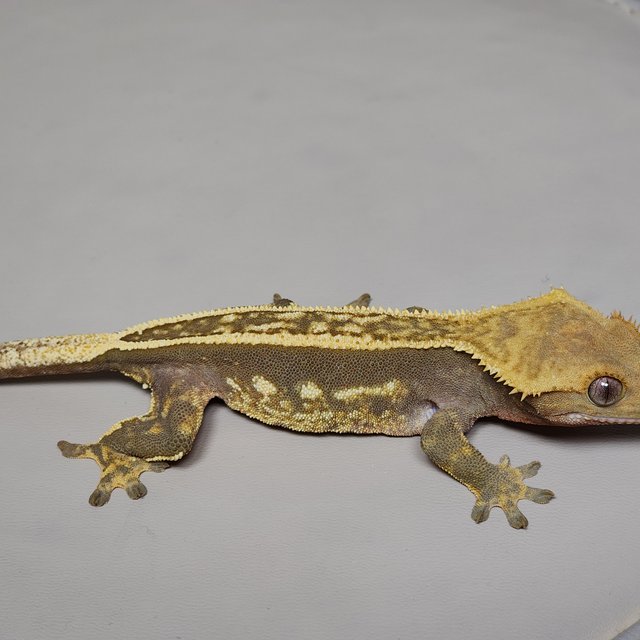 풀핀 엠티백 쿼드 레드