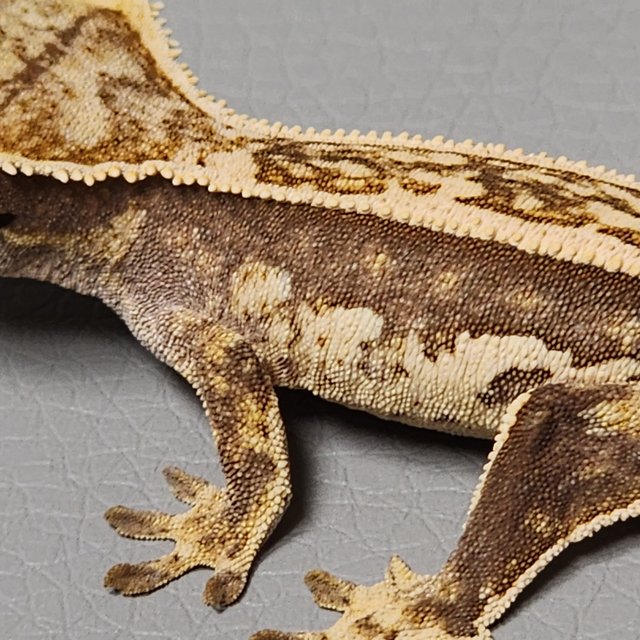 슈퍼스트라이프 엠티백