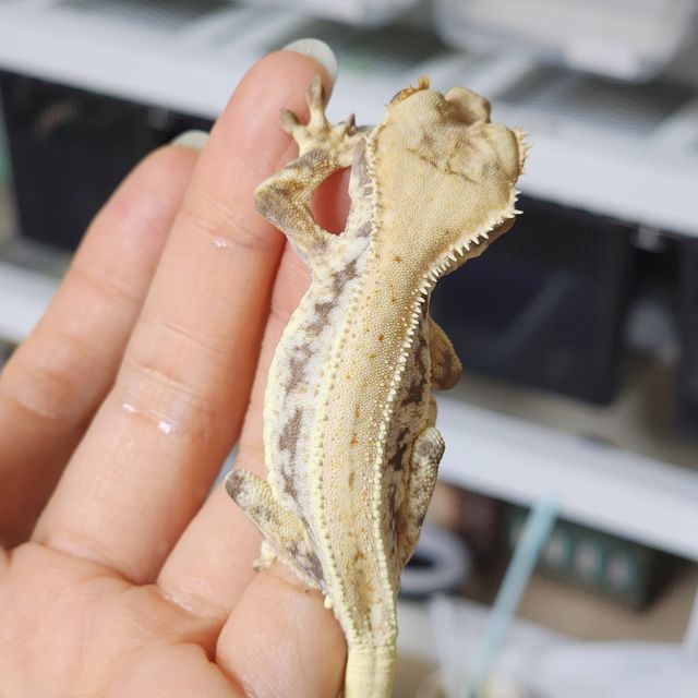 릴리화이트 풀핀 레이지