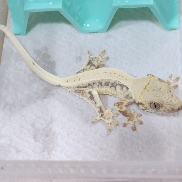릴리화이트 레이지 드리피