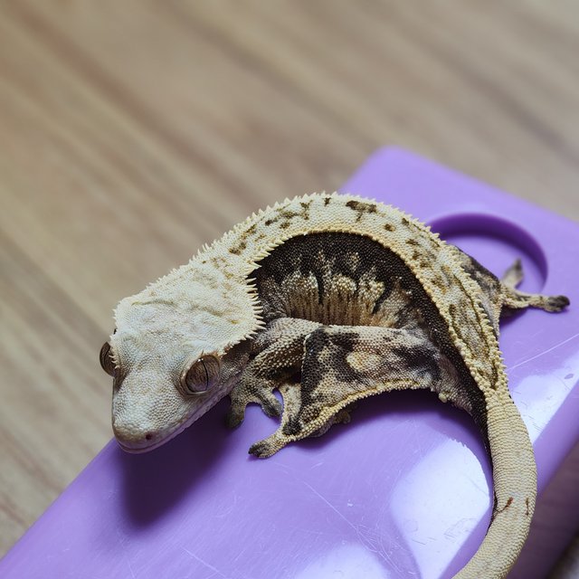 노멀 쿼드 트라이