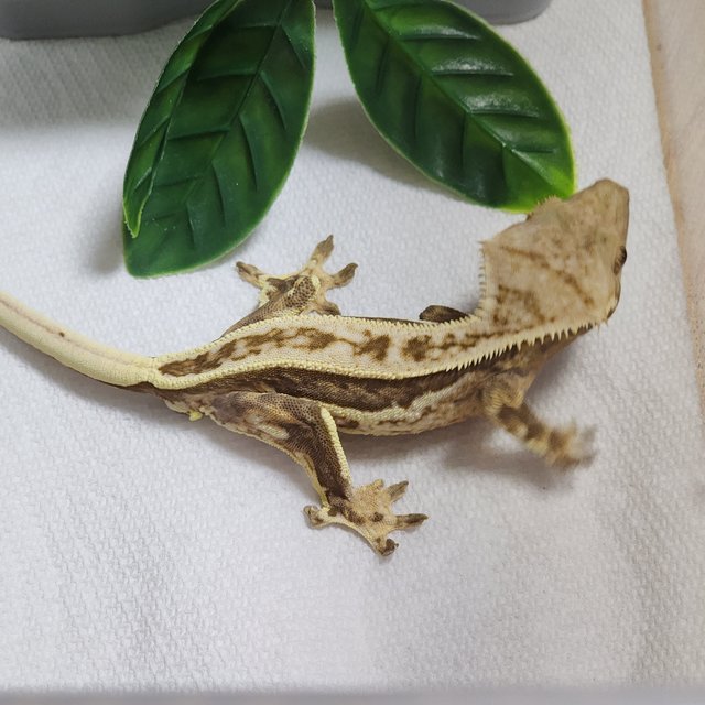 슈퍼스트라이프 풀핀 쿼드