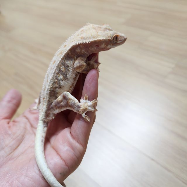 릴리화이트 풀핀