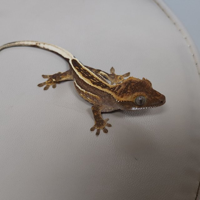 풀핀 엠티백 레드