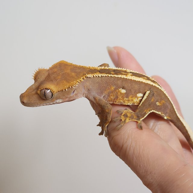 풀핀 엠티백 핀스트라이프 레드 다크 티키스