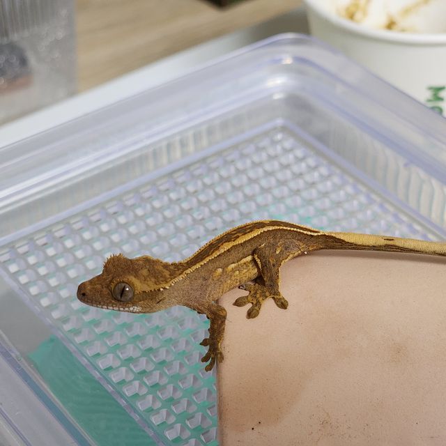 풀핀 쿼드 핀스트라이프 레드 티키스 엠티백