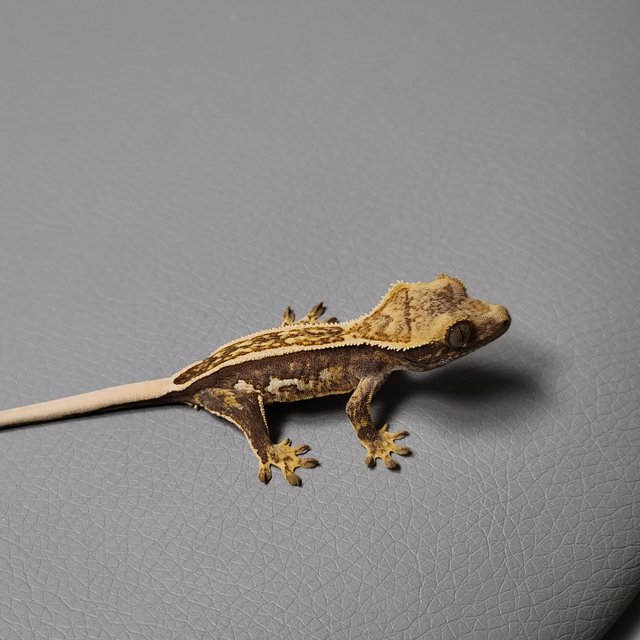 슈퍼스트라이프 엠티백