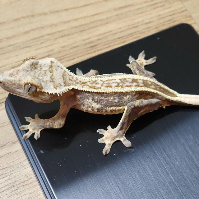 쿼드 풀핀 핀스트라이프 엠티백