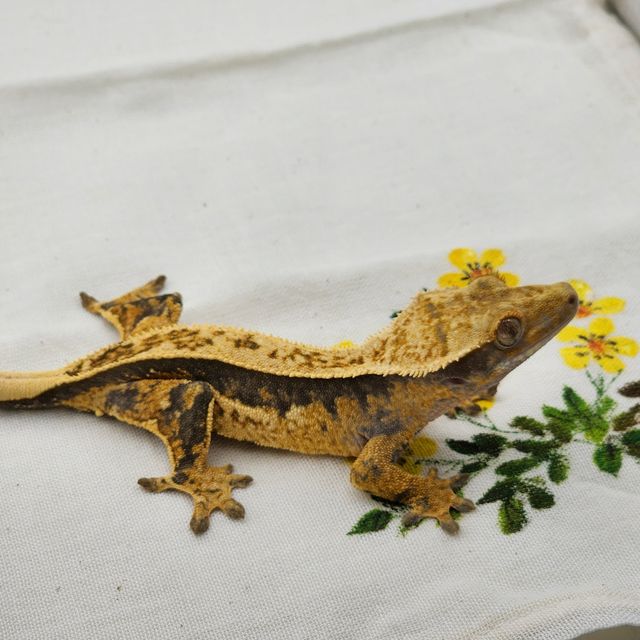 트라이 쿼드