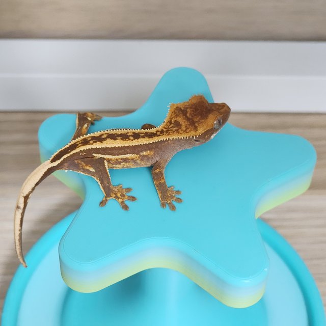 엠티백 풀핀 쿼드 티키스 슈퍼스트라이프 레드