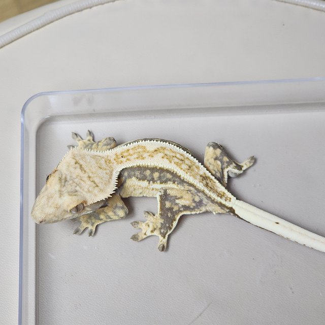 풀핀 트라이 핀스트라이프 드리피