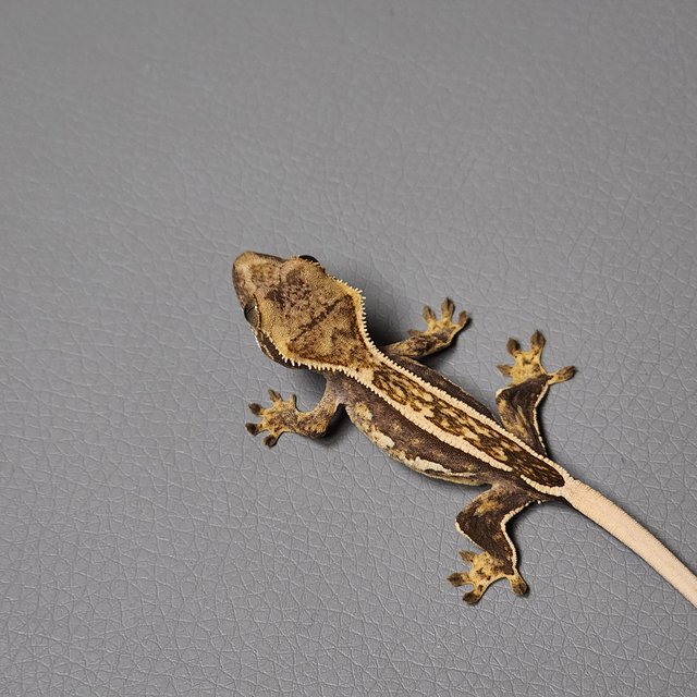 슈퍼스트라이프 엠티백