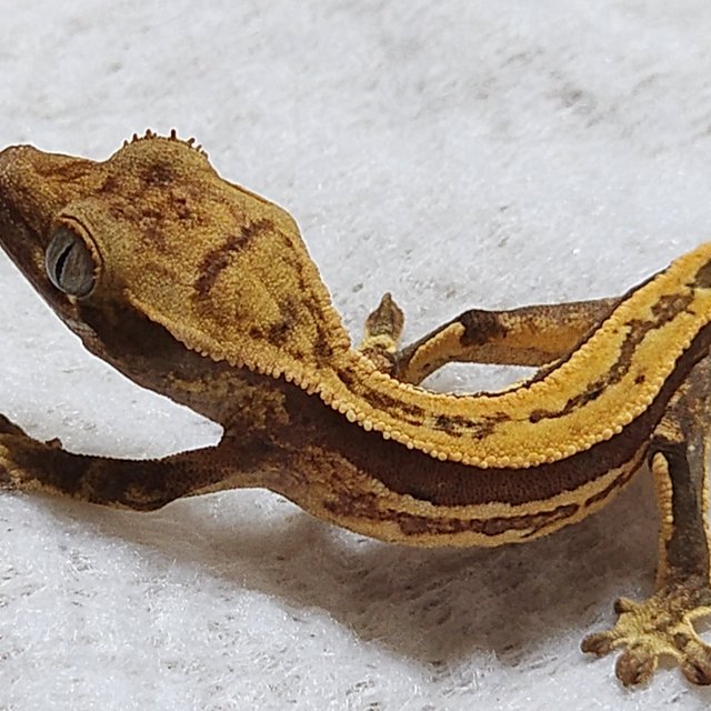 쿼드 풀핀 슈퍼스트라이프 엠티백