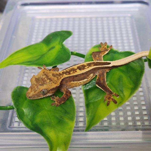 풀핀 쿼드 슈퍼스트라이프 엠티백