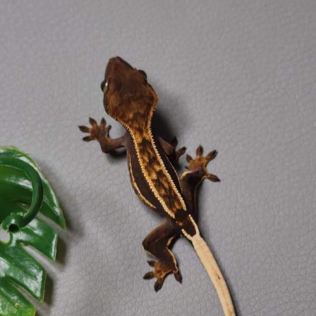 오닉스 티키스 엠티백