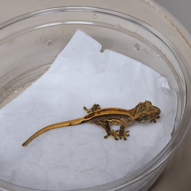 슈퍼스트라이프 엠티백 풀핀