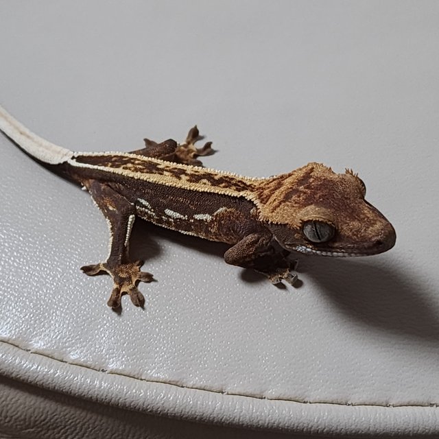 쿼드 풀핀 슈퍼스트라이프 엠티백