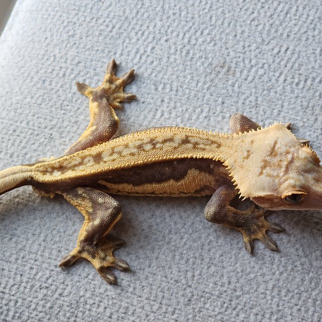 풀핀 슈퍼스트라이프 핀스트라이프 엠티백