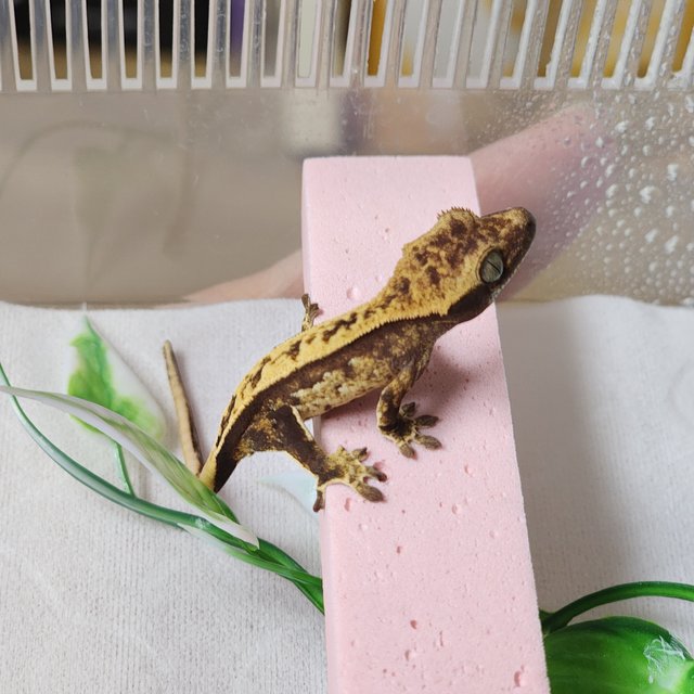 다크 풀핀 쿼드 트라이