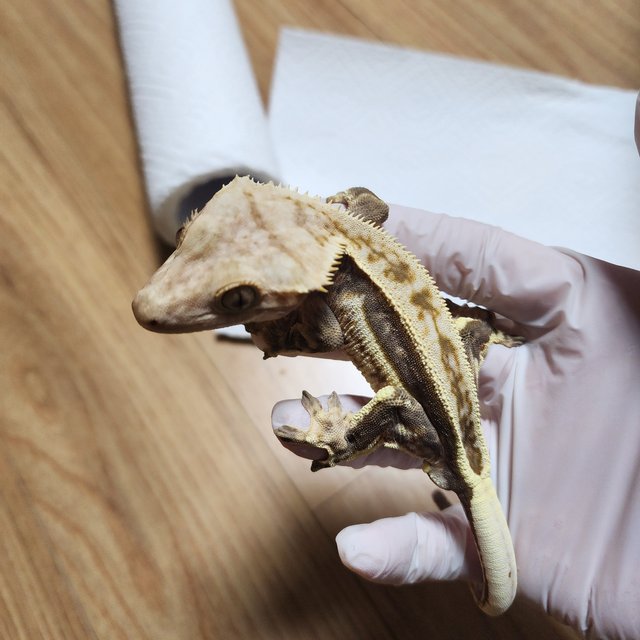 슈퍼스트라이프 풀핀 쿼드