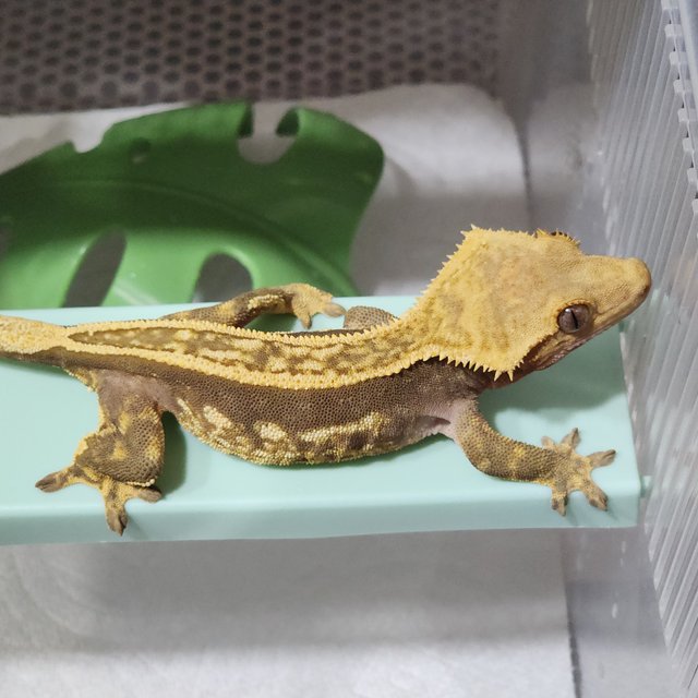 풀핀 엠티백 쿼드