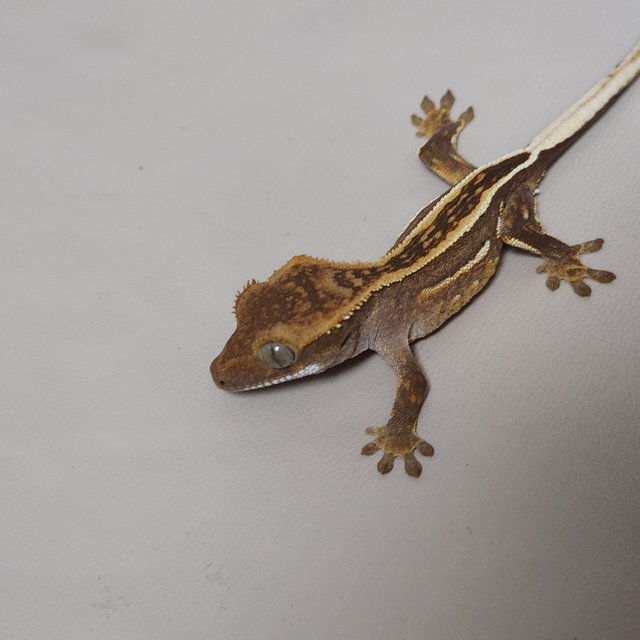 풀핀 엠티백 레드