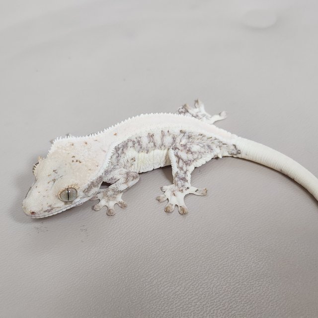 릴리화이트 풀핀