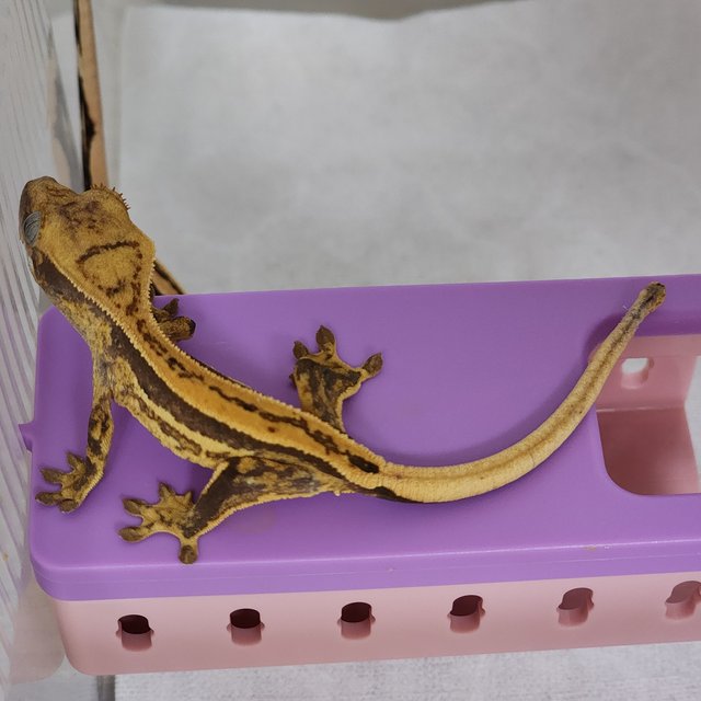 쿼드 풀핀 슈퍼스트라이프 엠티백