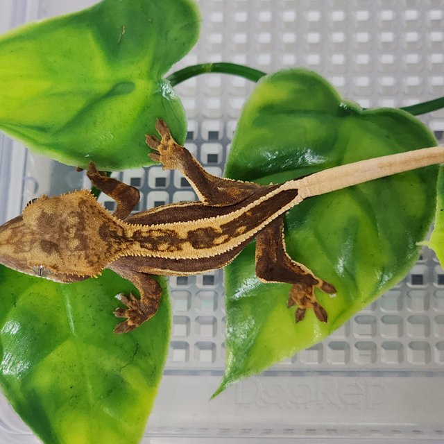 풀핀 쿼드 슈퍼스트라이프 엠티백