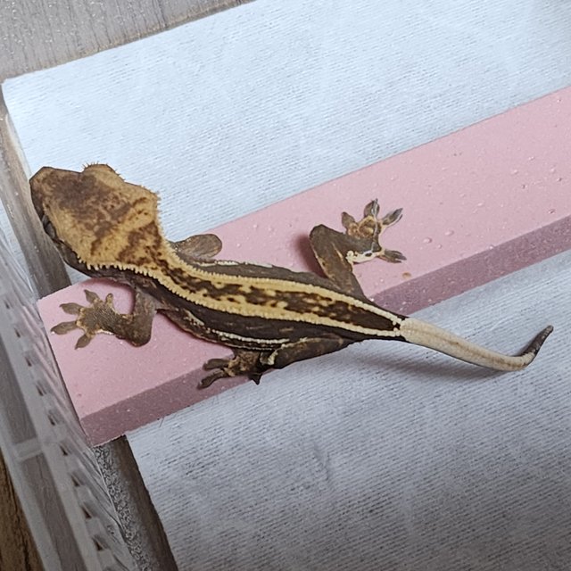 쿼드 풀핀 슈퍼스트라이프 엠티백