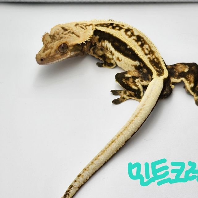 슈퍼스트라이프 풀핀 쿼드